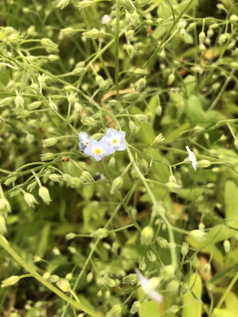 A photo of blue forget-me-not flowers surrounded by greenery.