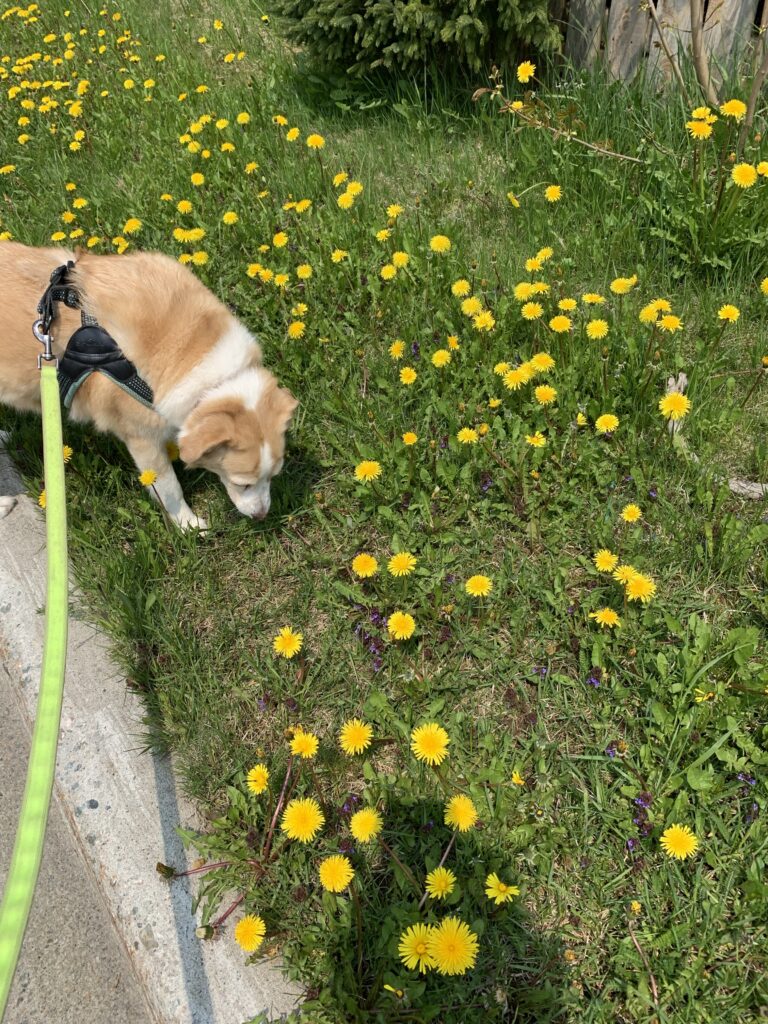 Khalee, ?my medium sized light haired dog, is sniffing in some grass that is liberally covered in bright yellow dandelions. 