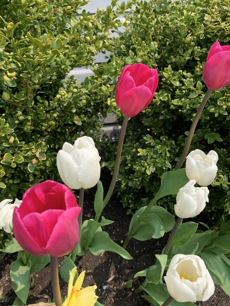 A photo of pink tulips, white tulips, and a daffodil surrounded by greenery in a flowerbed. 