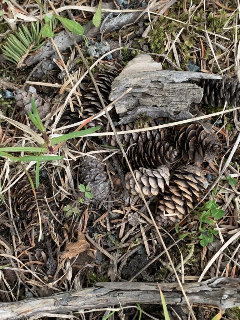 A pile of pinecones, sticks, and dried wood among greenery on the ground.