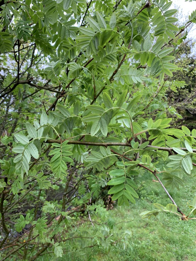 A photo of bright green leaves, small narrow ones on either side of a central twig, on the thin branches of a tree. There is grass beneath. 
