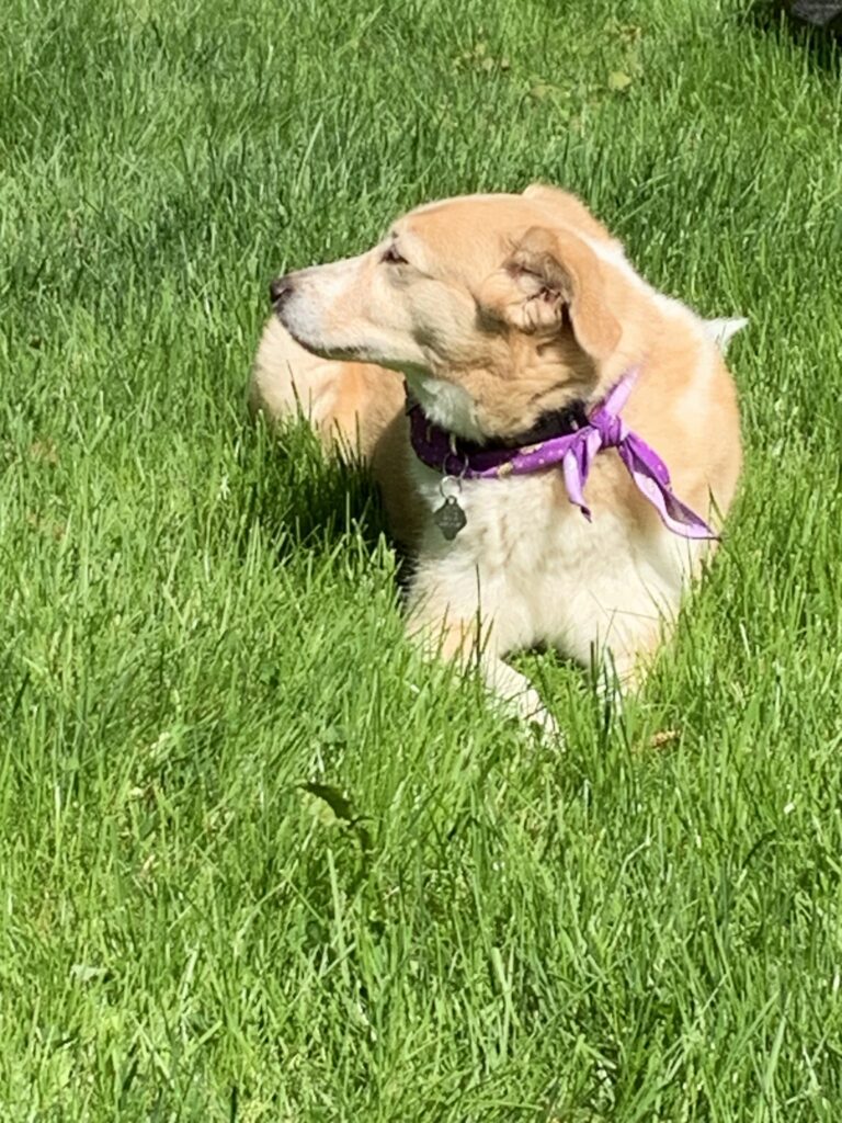 A light haired dog sitting in the grass and sniffing the air on a sunny day.