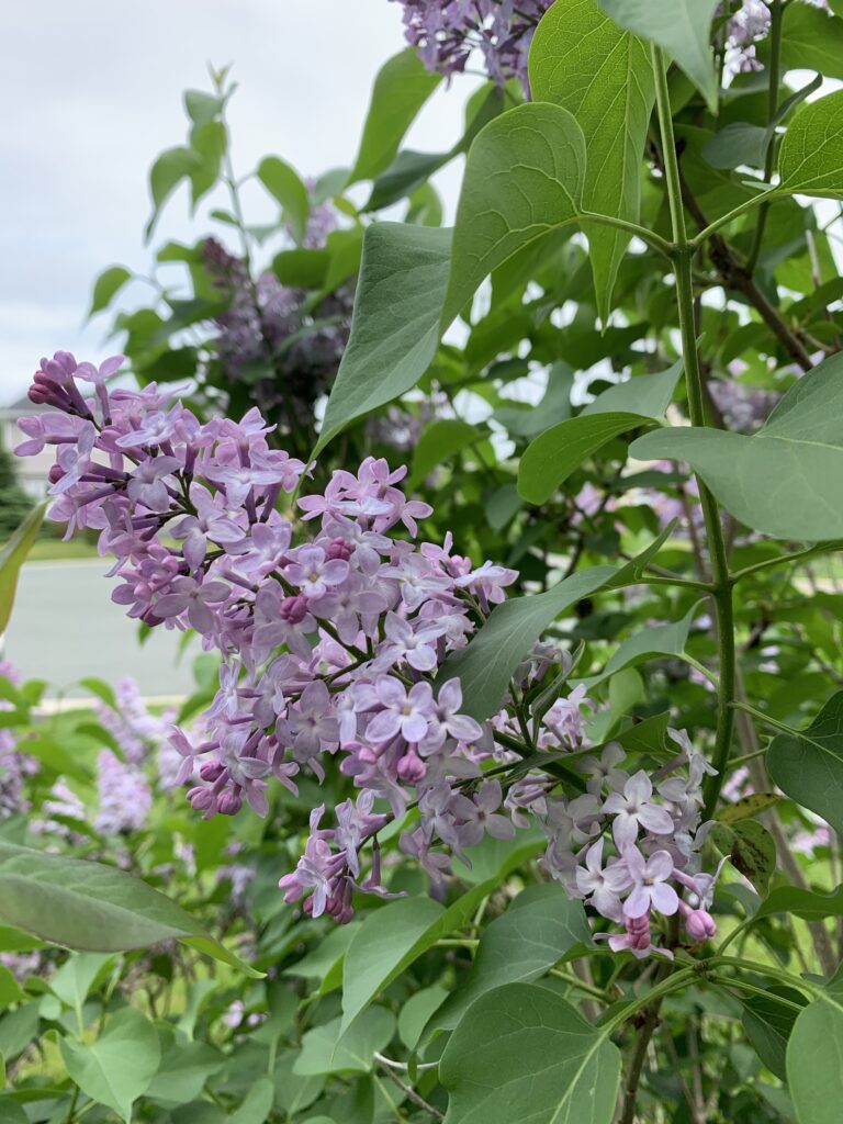 A close up photo of the blooms on a lilac tree.