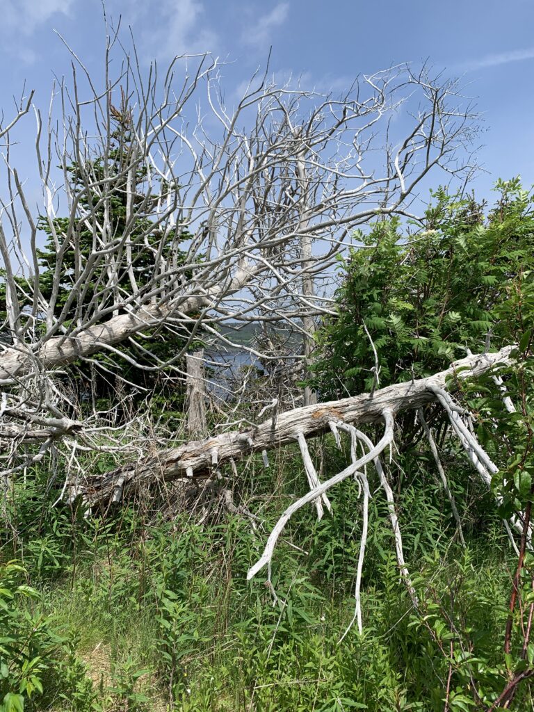 Two large dead trees lying amidst greenery with the blue sky above.
