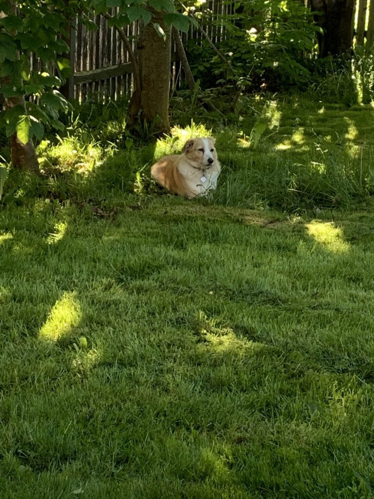 A photo of a dog sitting on the grass under a tree