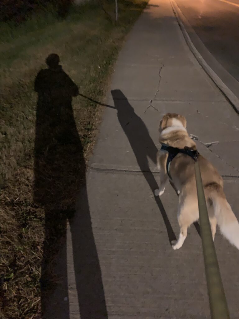 A nighttime photo of a dog, her shadow, and a person’s shadow.