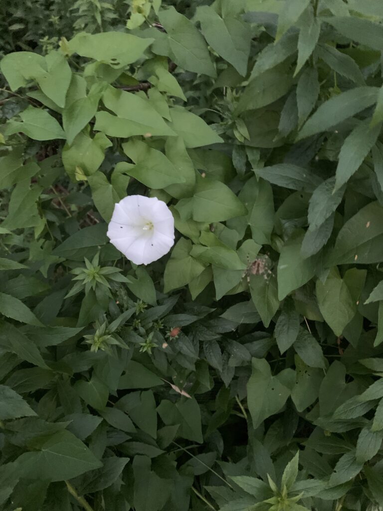 A white flower among greenery.

