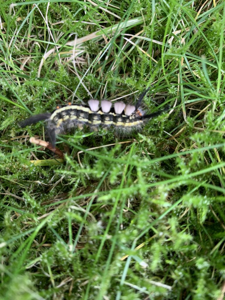 A caterpillar on green grass