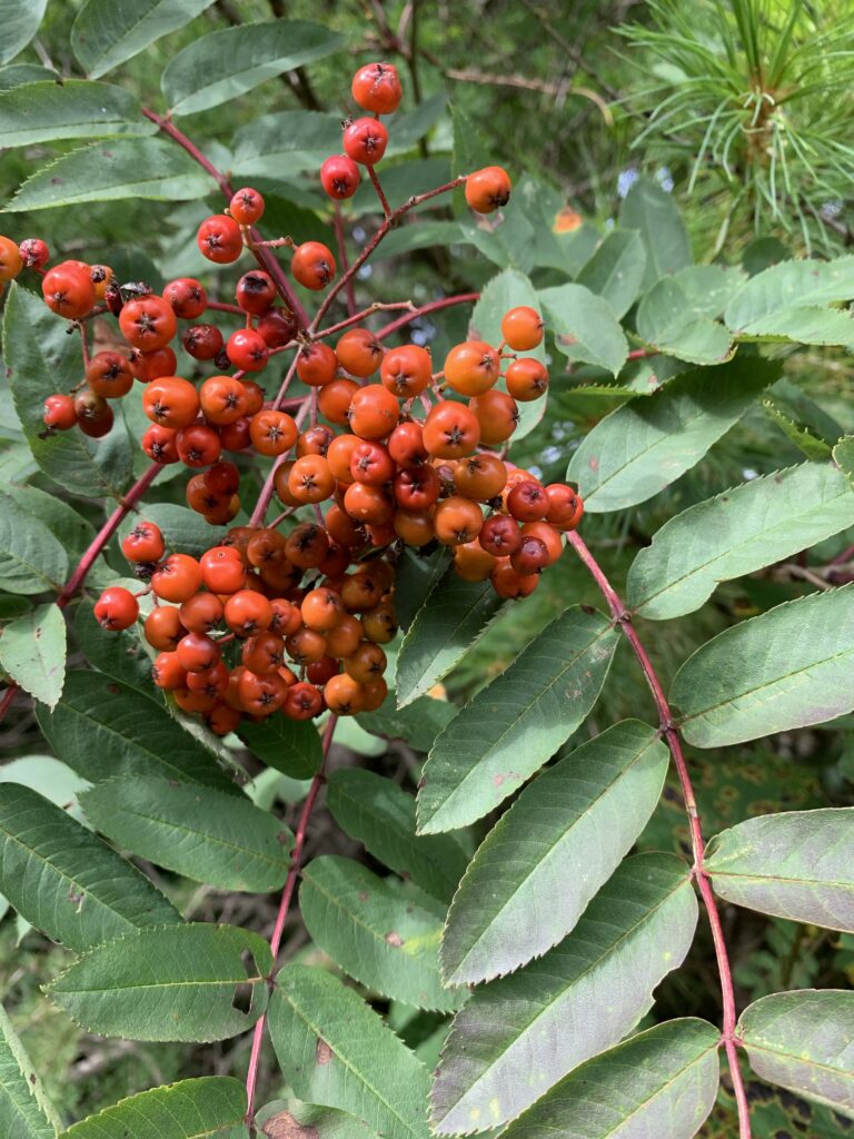 A cluster of red berries in front of small green leaves 
