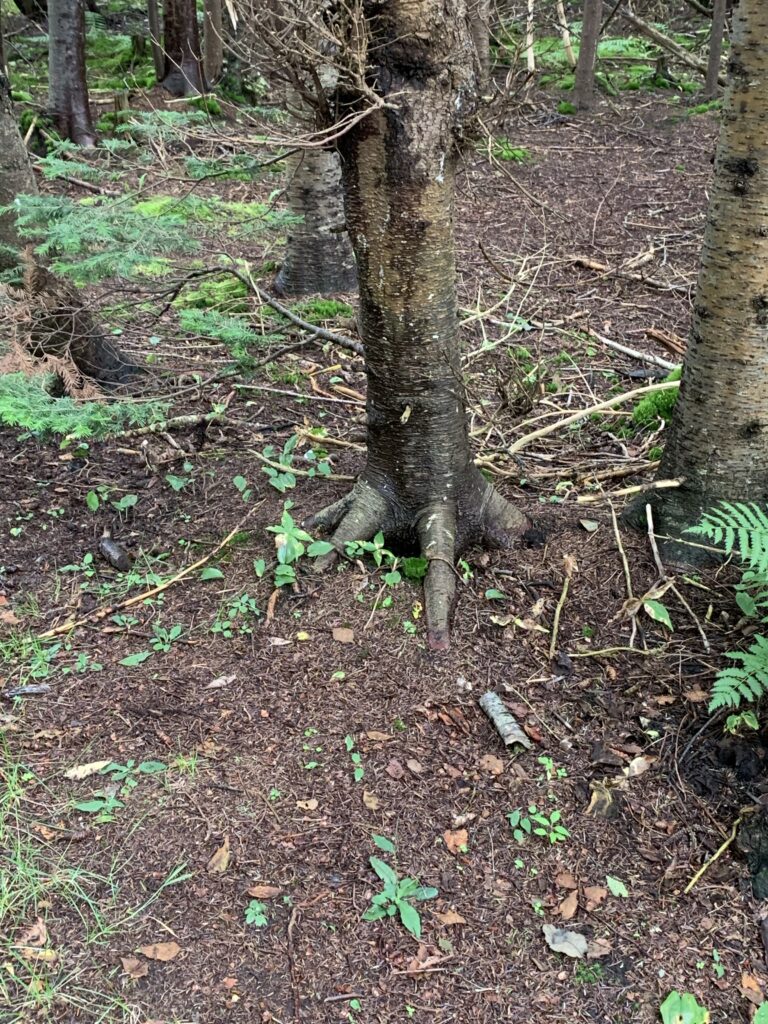 A tree trunk with visible roots digging into the ground.