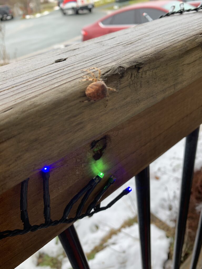 A photo of a spider on my porch railing.