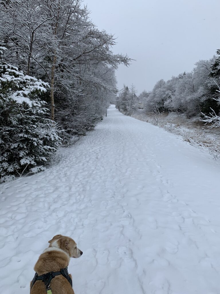 . A dog walking on a snowy path.