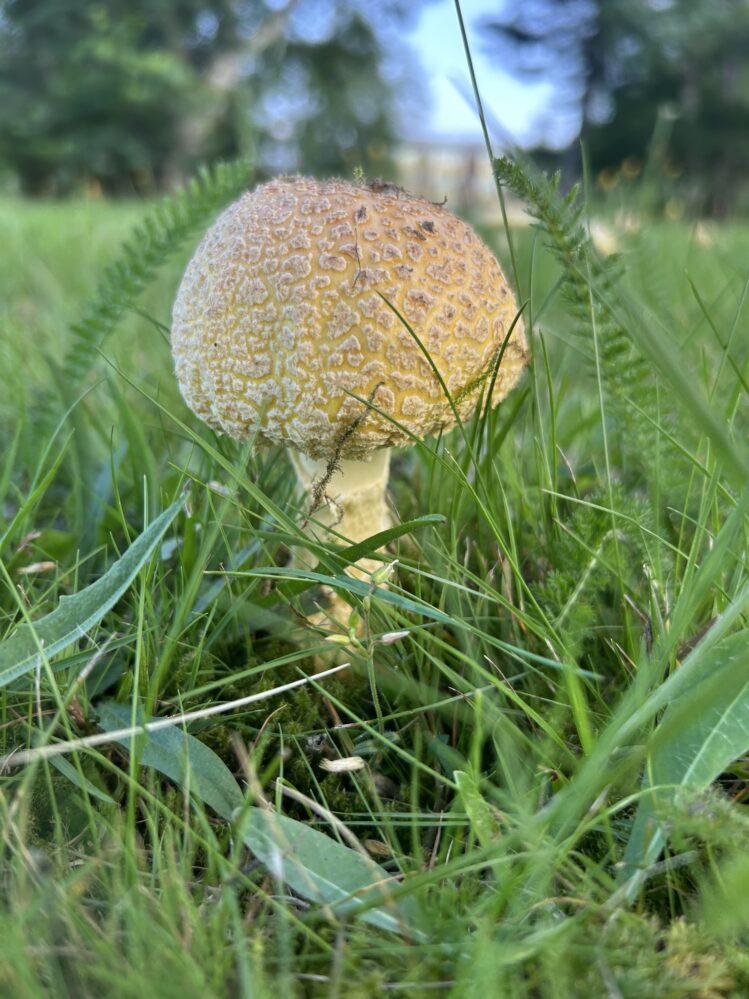 A photo of a yellow toadstool