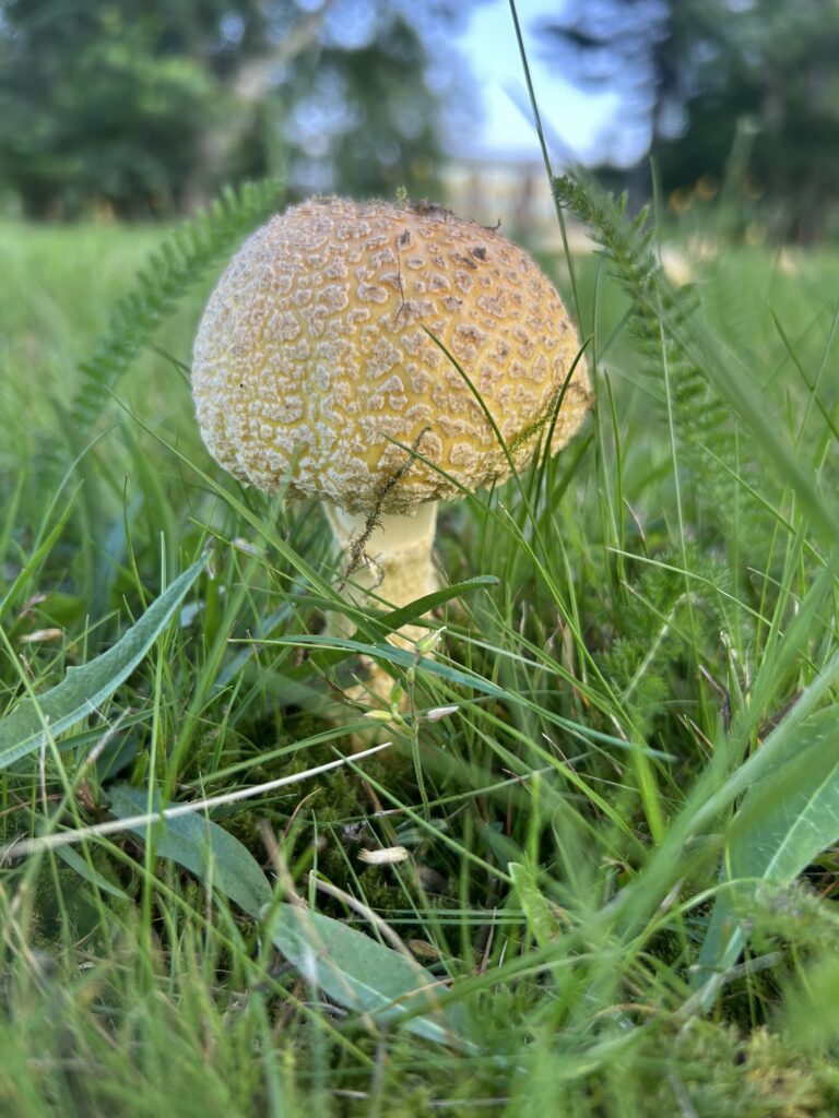 A photo of a yellow toadstool