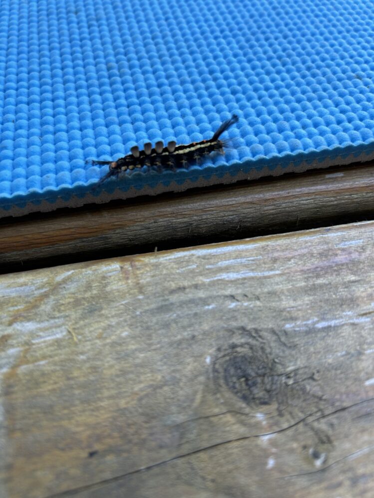 A photo of a black and yellow caterpillar with black tufts.