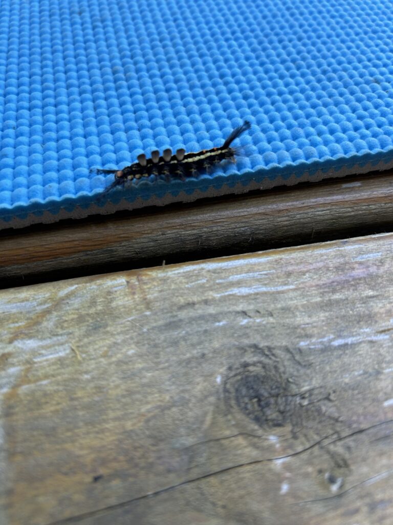A photo of a black and yellow caterpillar with black tufts.